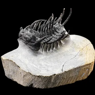 Black fossil of a trilobite sticking up out of a piece of white rock. The trilobite has a segmented body with more than a dozen appendages sticking up.