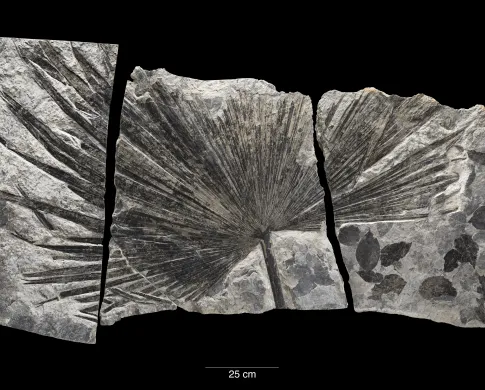 Image of Sabalites from Deep Time Exhibit