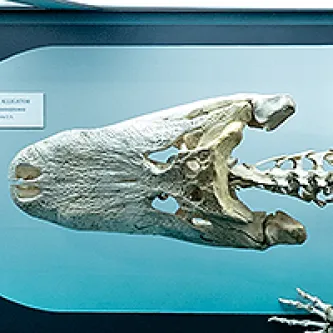 Skull, neck and one forefoot of an alligator skeleton on display on a wall.