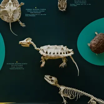 Articulated medium-size turtle skeleton in an exhibit display case with other turtle skeletons.