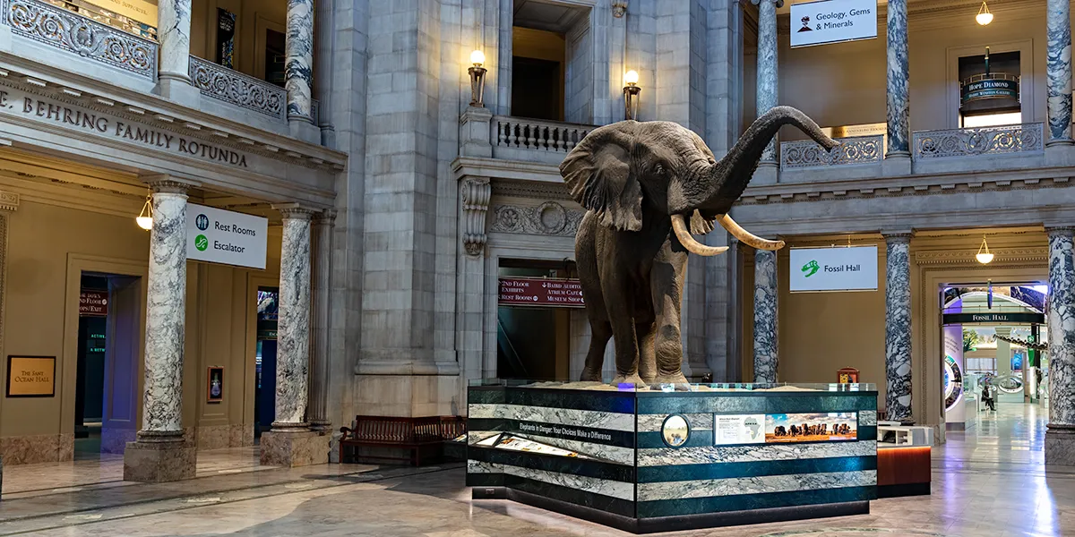 A taxidermy African elephant stands on a pedestal in the large, open rotunda of the Smithsonian National Museum of Natural History.