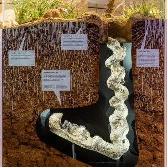 Diorama of a paleobeaver and its underground den. A fossil burrow shaped like a corkscrew is in the underground part of the display.