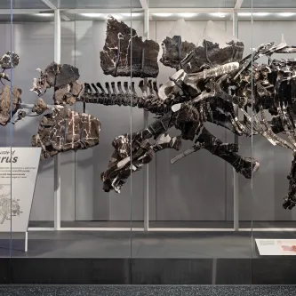 Complete fossil Stegosaurus skeleton displayed vertically on a wall in an exhibit case. The bones are in a bit of a jumble. The head is on the right side, many of the ribs are right next to each other, the feet are not all pointing down, and some of the plates are not on its back.