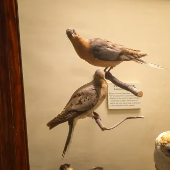 Two taxidermy passenger pigeons sitting on a branch in an exhibit case.