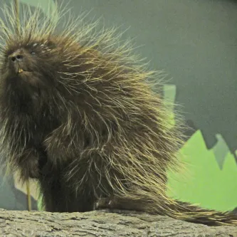 A porcupine sitting on its hind legs on a log in an exhibit.