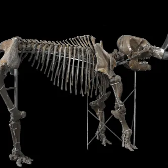 Articulated fossil skeleton of an American mastodon on a black background.