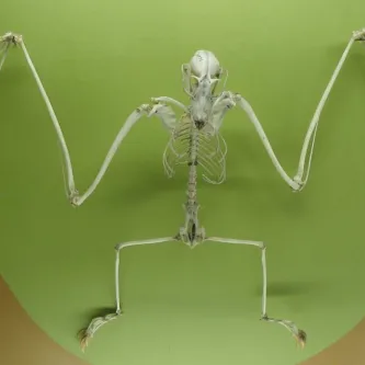 Skeleton of a large bat in a display case with its arms bent like the letter W and long fingers coming down off the end of each arm.