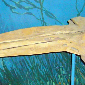 Large fossil mounted on a pole in front of a painting of an underwater scene. The fossil is long and horizontal, with two big eye sockets and what looks like a long jawbone.