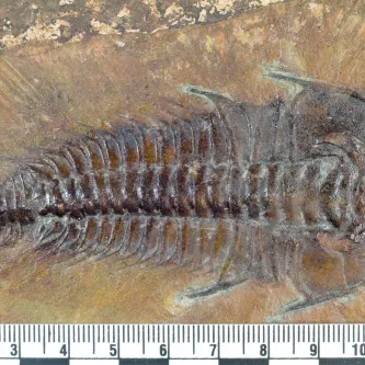 Brown, maroon, and black fossil trilobite in a piece of tan rock.