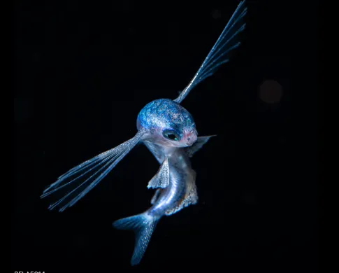 A photo of a live juvenile Oceanic Two-wing Flyingfish (Exocoetus obtusirostris) 