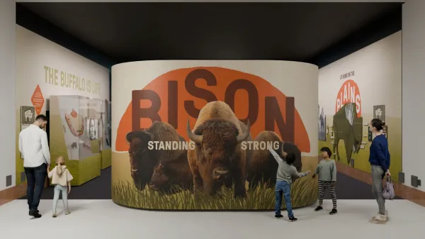 Rendering of the Bison Standing Strong Exhibit