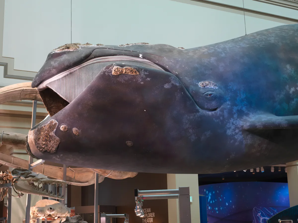 a right whale hangs in the ocean hall