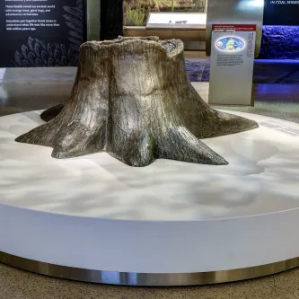 Bronze tree trunk on a white platform in front of an exhibit about coal.