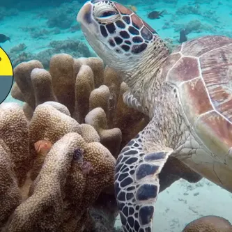 A sea turtle swims over some coral. On the left side of the image is a graphic of a gray pie chart, with 25 percent of it colored yellow. There are four icons of marine animals on the chart: a fish, an octopus, a shark, and a jellyfish.