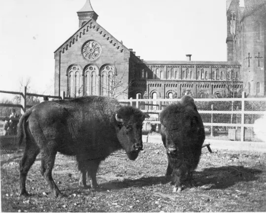 Bison on the National Mall
