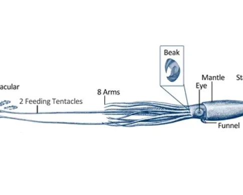 a diagram shows the anatomy of a giant squid including its beak, mantle, and tentacles