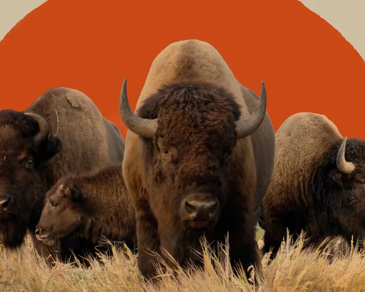 A herd of bison standing in grass with a stylized sun behind them.