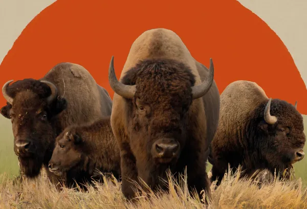 A herd of bison standing in grass with a stylized sun behind them.