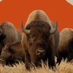 A herd of bison standing in grass with a stylized sun behind them.