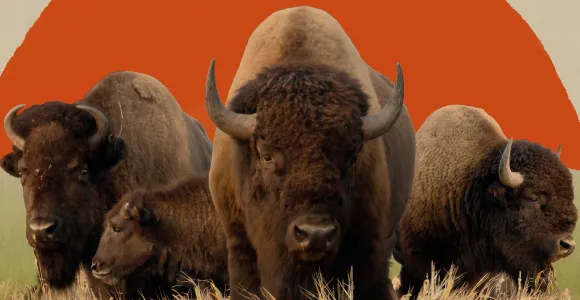 A herd of bison standing in grass with a stylized sun behind them.