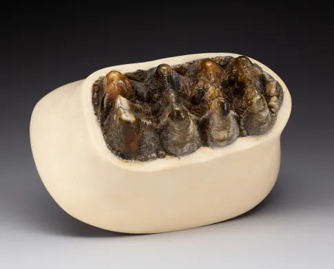 Photo of a touchable mastodon tooth