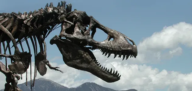 the skull of a tyrannosaurus