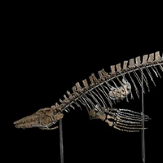 The head, forelimbs, and upper body of a Tylosaurus skeleton