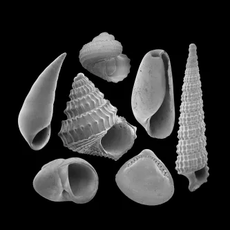 A collection of different types and sizes of shells