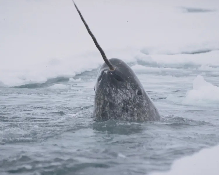 Narwhal popping in from the ocean 