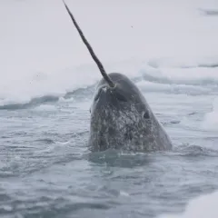 Narwhal popping in from the ocean 