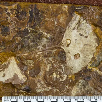 Two white and brown fossil fan-shaped leaves embedded in a piece of brown, yellow, and white rock.