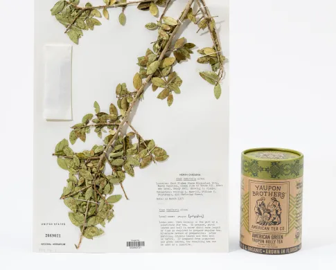 Photos of a holly plant specimen and a canister with holly tea